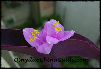 BaiHua Park Flower, Qingdao